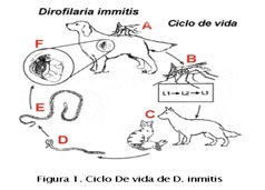ciclo-vida-mosquito-veterinario-zarpas